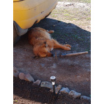 Щенки приблуды собаки