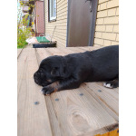 Щенки приблуды собаки