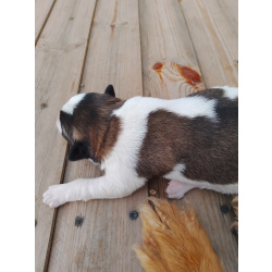 Щенки приблуды собаки