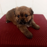 Милые щенки