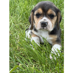 Щенок Бигль