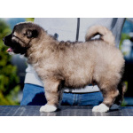 Кавказская овчарка – щенки