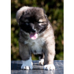 Кавказская овчарка – щенки