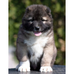 Кавказская овчарка – щенки