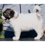 Кавказская овчарка – щенки