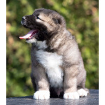 Кавказская овчарка – щенки