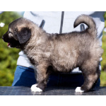 Кавказская овчарка – щенки