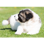 Кавказская овчарка – щенки