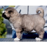 Кавказская овчарка – щенки