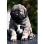 Кавказская овчарка – щенки