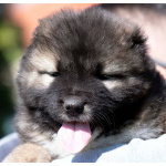 Кавказская овчарка – щенки