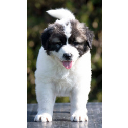 Кавказская овчарка – щенки