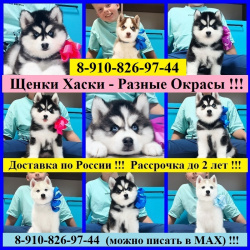 Щенки Хаски Разных Окрасов