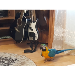 Синежелтый ара