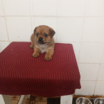 Милые щенки