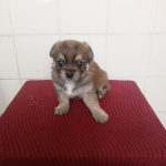 Милые щенки