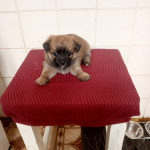 Милые щенки