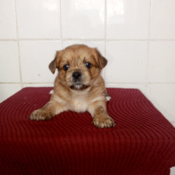 Милые щенки