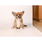 Кардиганчики ищут пап и мама