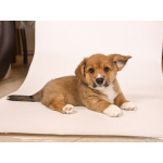 Кардиганчики ищут пап и мама