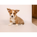 Кардиганчики ищут пап и мама