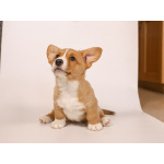 Кардиганчики ищут пап и мама