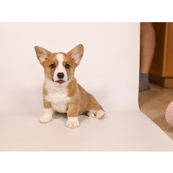 Кардиганчики ищут пап и мама