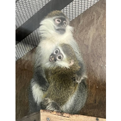 Зеленая мартышка