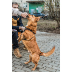 Красивый маленький воспитанный пёсик