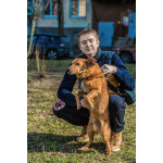 Красивый маленький воспитанный пёсик