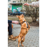 Красивый маленький воспитанный пёсик