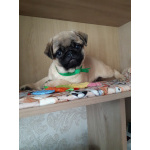 Щенки мопса бежевые (документы РКФ-привиты)