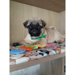 Мопсята с документами РКФ (авиадоставка с Новосибирска)