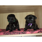 Мопсята с документами РКФ (авиадоставка с Новосибирска)