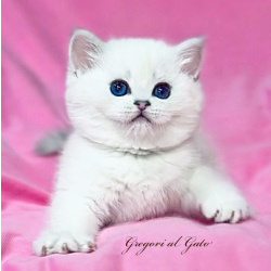 Британская серебристая шиншилла элитные котята