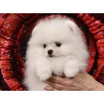 Померанский мини шпиц девочка