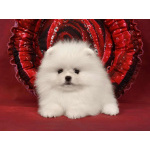 Померанский мини шпиц девочка