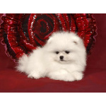 Померанский мини шпиц девочка