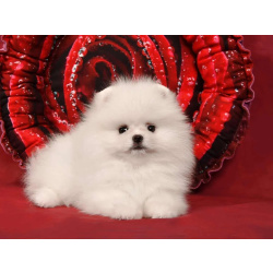 Померанский мини шпиц девочка