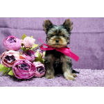 щенки Йоркширского терьера кукольные мальчики