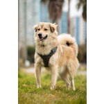 Белкин 2,5 года ищет дом.