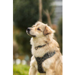 Белкин 2,5 года ищет дом.