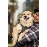 Белкин 2,5 года ищет дом.