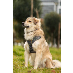 Белкин 2,5 года ищет дом.