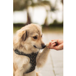 Белкин 2,5 года ищет дом.