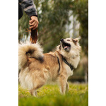 Белкин 2,5 года ищет дом.