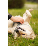 Белкин 2,5 года ищет дом.