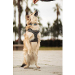 Белкин 2,5 года ищет дом.