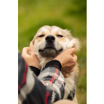 Белкин 2,5 года ищет дом.