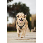 Белкин 2,5 года ищет дом.